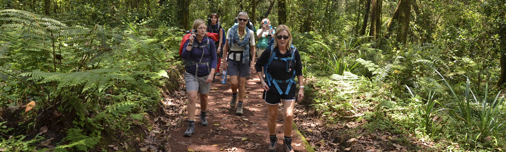 Hiking through rain forest