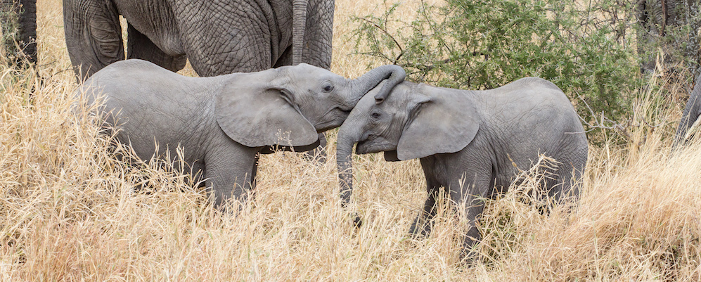 Baby Elephants