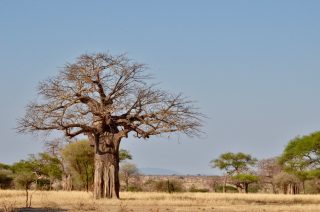 Baobab trees in Tarangire National Park