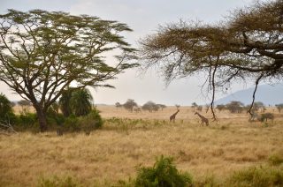 Giraffes in Serengeti National Park