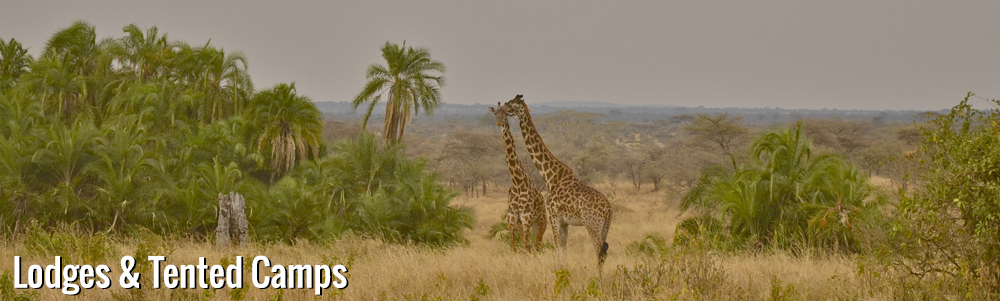 Highlights of Tanzania