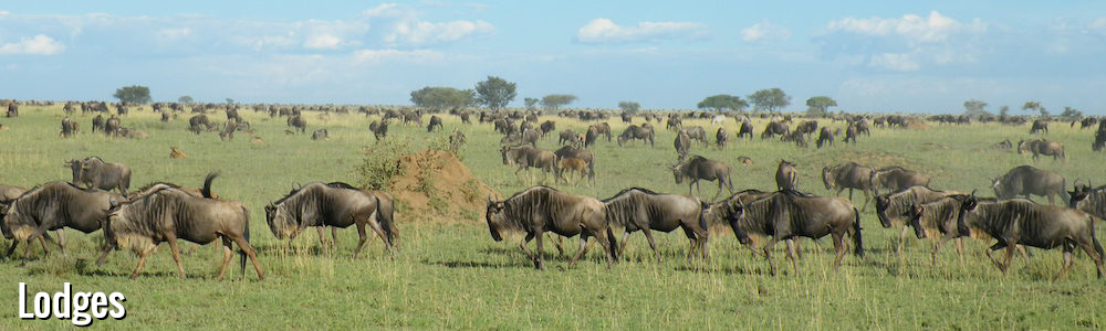 Wildebeest migration