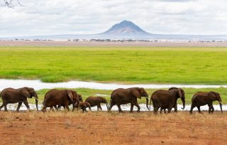 Elephant in Tarangire Steve Reinhardt credit