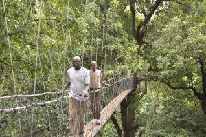 Manyara treetop walkway