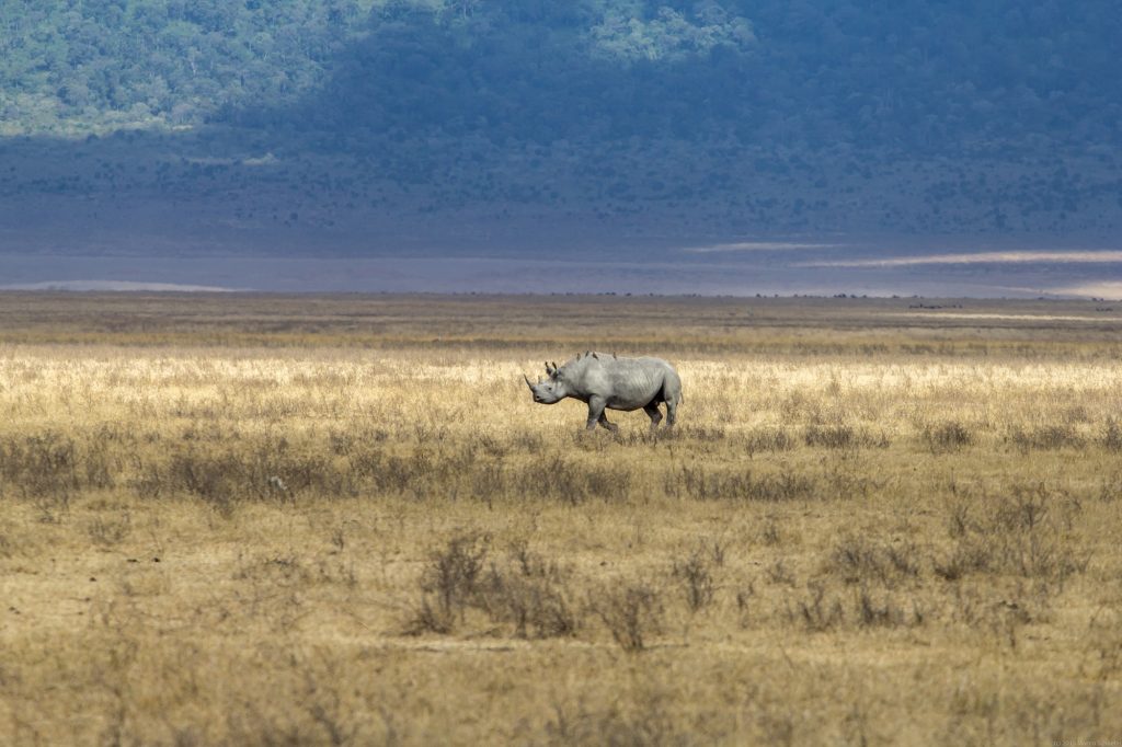Black Rhino in the Ngorongoro Crater