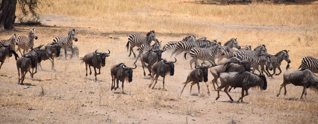 Wildebeest and zebras