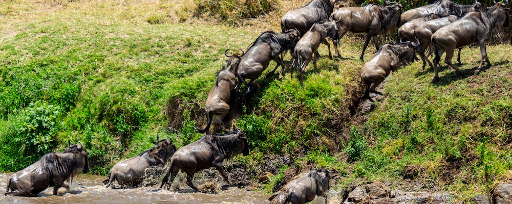Mara Crossing river Serengeti