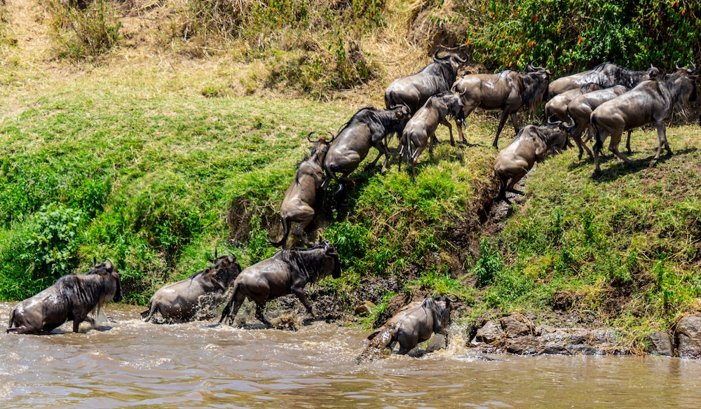 Mara Crossing river Serengeti